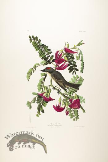 Pipiry Flycatcher